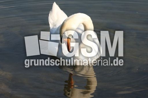 Höckerschwan-015.jpg